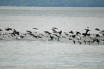 Cormorants and Dalmatian Pelicans