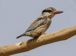 Striped Kingfisher.