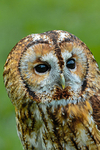 tawny owl Strix aluco-6882