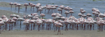 Lesser Flamingo in wind