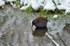 Water Rail