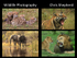 Wildlife Presentation