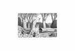 Pasture Woodland