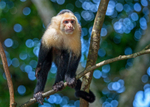 IMG_3488 White Throated Capuchin, Costa Rica