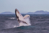 0A3A2555. Humpback Breach 12
