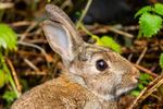 wild rabbit Oryctolagus cuniculus-0056