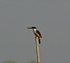 Black Capped Kingfisher