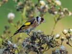 Goldfinch