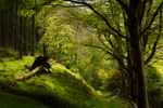 Branching across the divide