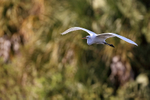 Great Egret flying, trees background - Venice Rookery, Florida