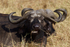 Buffalo feeding while sitting down