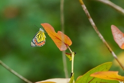 Jezebel with Eggs