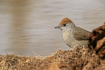 Blackcap (female) by drinking pool, Claret, Spain