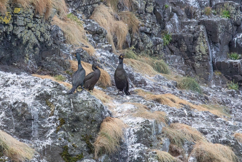 European Shag - Isle of Skye - Scotland