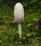 Shaggy Incap