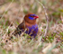 Purple Grenadier (male)