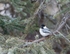 Black Capped Chickadee 148-2445