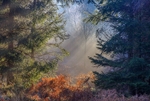 Late Winter Sunbeams