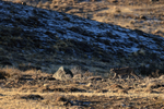 Puma walking, late afternoon sun, Torres del Paine, Chile