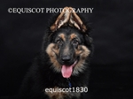 equiscot1830