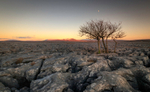 Dales - Lone tREE