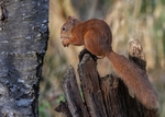 Red Squirrel