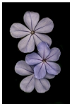 Flowers - Studio Series-10