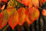 autum leaves 5