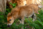 Shetland Pony foal - 2