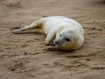 Atlantic Grey Seal