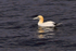 Gannet floating on West Loch Tarbert