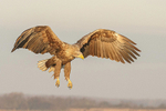 White-tailed Eagle