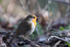 Sunlit Robin