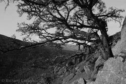 Hawthorn