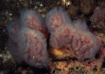 Morchellium argus