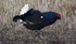 Black Grouse