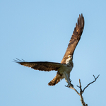 Osprey