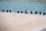 Pelicans all in a row