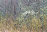 March, 2017 #5 - Norfolk County