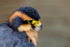 aplomado falcon Falco femoralis-7792