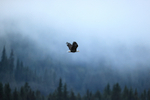 Bald Eagle flying, misty morning, Silver Salmon Creek, Alaska