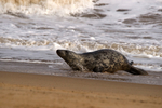 Grey Seal - Horsey Gap