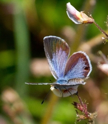 AnimalsCreatures _0044