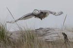 Snowy Owl-2012-1