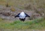 Black Grouse