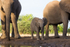 Elephant Baby 11