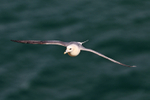 Fulmar in flight along the cliffs at Durlston