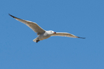 Audouin's Gull