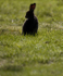 Mountain Hare, Isle of Mull ref mh7