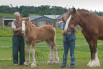 Clydesdales 2013 Include Foals portfolio